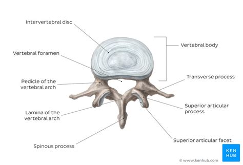 Vertebral Column Anatomy Vertebrae Joints And Ligaments Kenhub