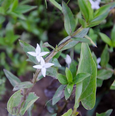 Virginia Buttonweed Plants Of Overton Parks Old Forest Memphis Tn