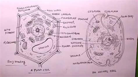 Plant Cell Diagram Class 9