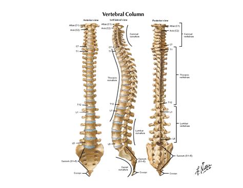 Notes On Anatomy And Physiology The Spinal Column