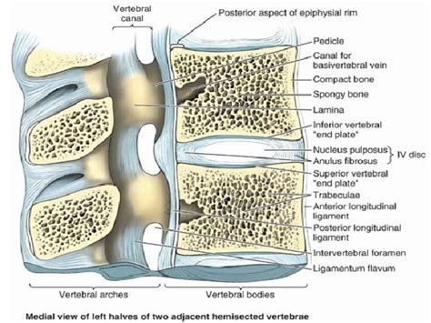 Joints Of The Vertebral Column Spine By Sara