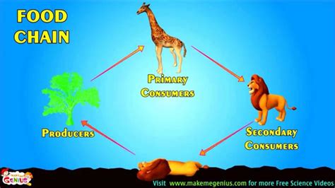 What Is Food Chain And Food Web Which Of The Following Situations