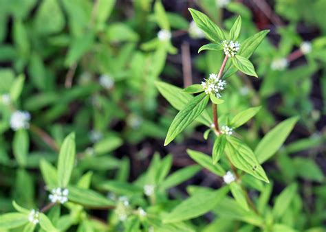 Dallas Trinity Trails Big Springs Rare Plants Roar Into The Record