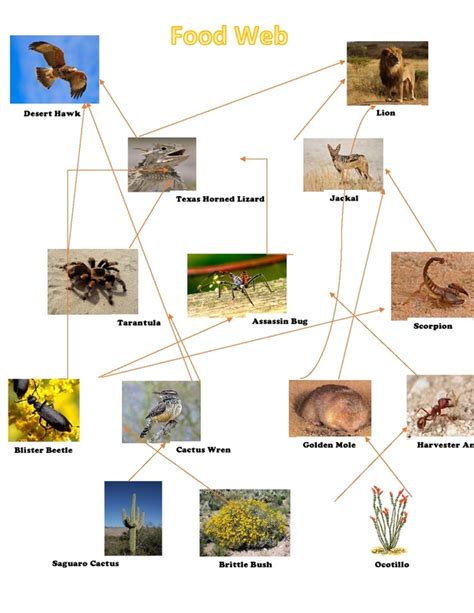 Sahara Desert Biome Food Web Food Webs Welcome To The Desert A