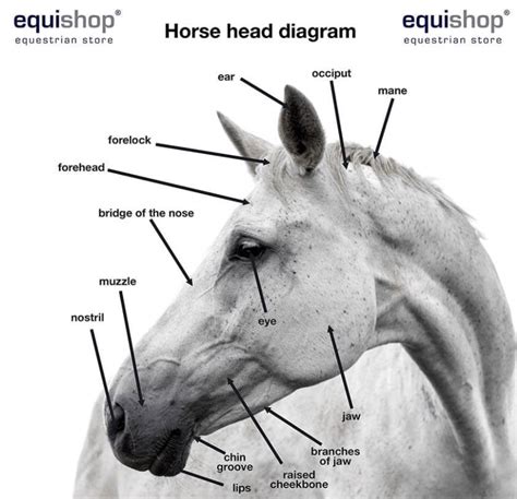 Biological Structure Of A Horse The Build And Anatomy The Plaid