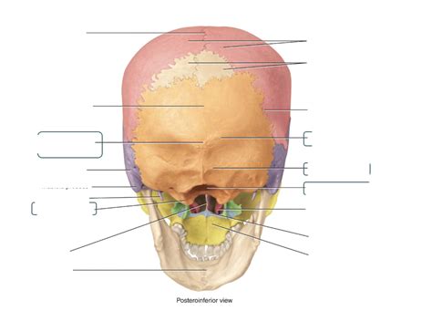 Occipital Bone Diagram Quizlet