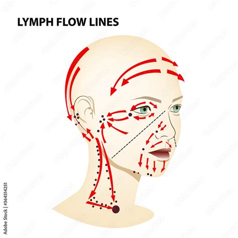 Medical Poster Lymphatic Flow On The Face And Neck Of A Person Vector