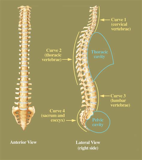 Human Anatomy For The Artist The Vertebral Column Have Some Backbone