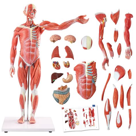 Buy Evotech Human Muscle And Organ Model 27 Part 12 Life Size