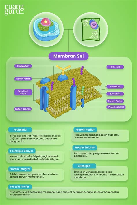 Struktur Sel Tumbuhan And Hewan Beserta Fungsinya Biologi Kelas 11