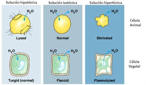 Ósmosis Qué Es Tipos De ósmosis Características E Importancia