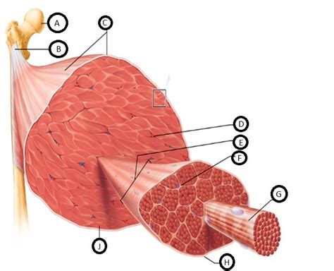 Muscle Structure Diagram Quizlet