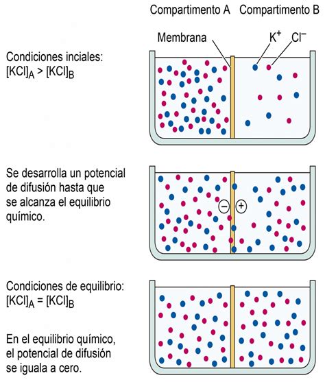 Osmosis Difusión Permeabilidad Y Transporte De Solutos En Las Plantas