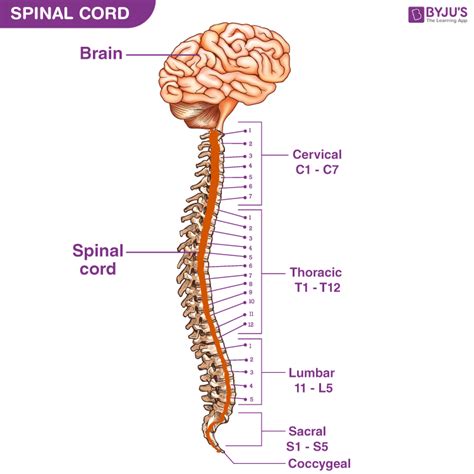 Labelled Diagram Of Backbone Vertebral Column Anatomy Vertebrae