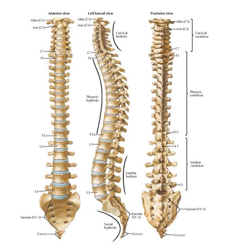 Vertebral Column Anatomy Pediagenosis