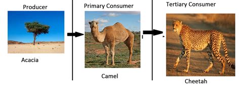 Food Chains And Webs The Sahara Desertnorthern Africa