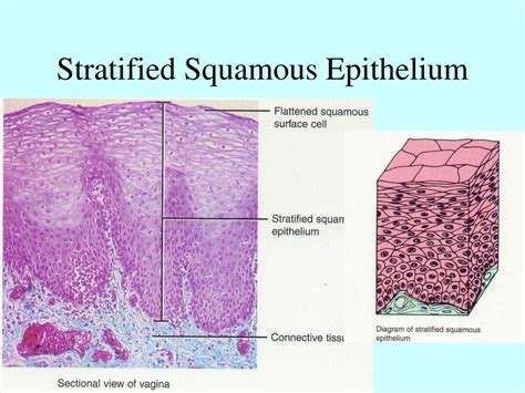 Stratified Squamous Epithelium Location