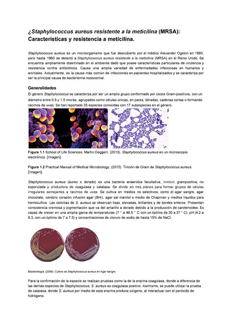 Staphylococcus Aureus Caracter Sticas Y Su Resistencia A Meticilina