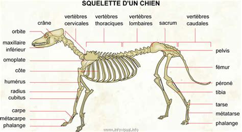 View more anatomy illustrations under our veterinary anatomy category, and art under our horse & dog prints category. ANATOMIE GÉNÉRALE