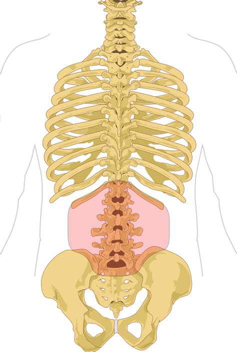 Low Back Pain Wikipedia