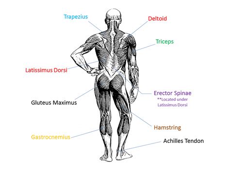 Muscular System Ms Pankhurst