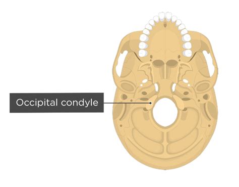 Occipital Bone Labeled Anatomy And Landmarks Getbodysmart