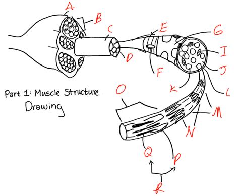 Labeled Muscle Structure Diagram Quizlet