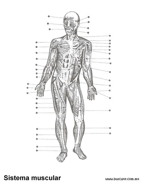 Dibujo De Musculos Del Cuerpo Humano Para Colorear