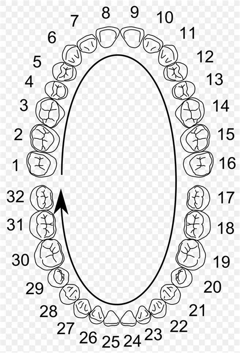 Dental Tooth Numbering System Chart