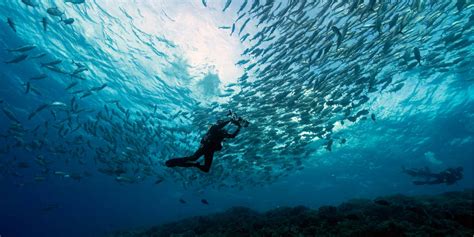 Common Marine Life Of The Philippines Aquaviews