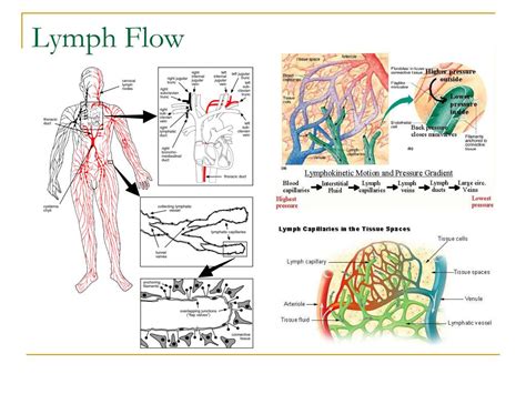 Ppt Lymphatic System Powerpoint Presentation Free Download Id5166238