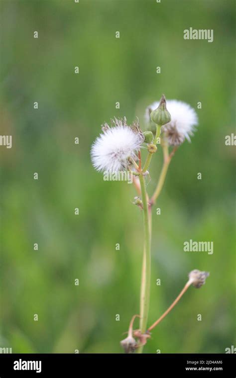 Australian Flowering Weed Hi Res Stock Photography And Images Alamy