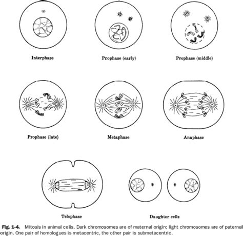 Mitosis Worksheet Phases Of The Cell Cycle