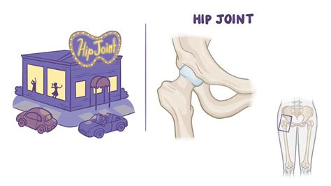 Anatomy Of The Hip Joint Video Anatomy And Definition Osmosis