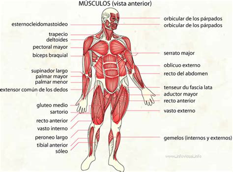 Músculos Diccionario Visual Profuturo Resources