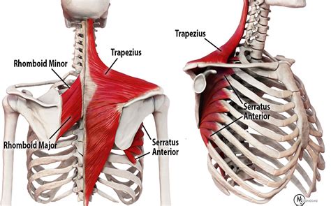 Winged Scapula Muscle