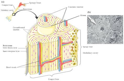 Cross section of a bone. Structure of compact bone. (a) Cross-sectional view of ...