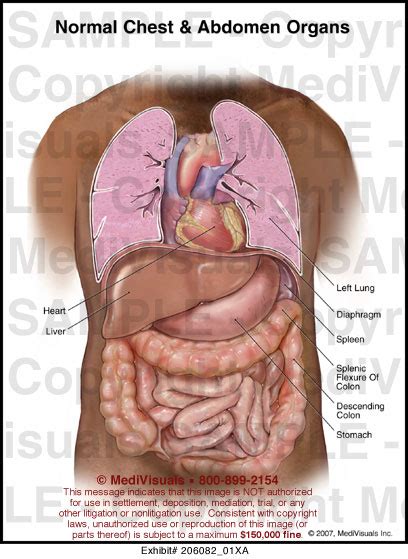 Anatomy Of Chest And Stomach Human Chest Anatomy Diagram Physiology