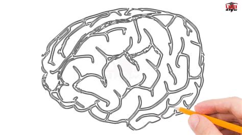 Simple Brain Drawing At Explore Collection Of