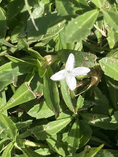 Buttonweed From Nature Center Colleyville Tx Us On October 6 2023