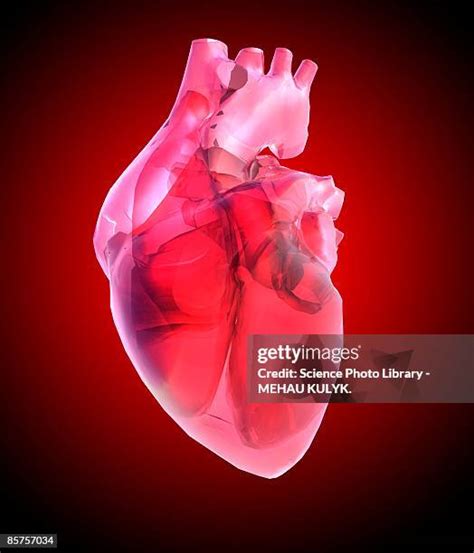 Glass Human Heart Photos And Premium High Res Pictures Getty Images