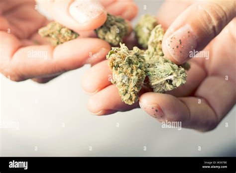 Indica Weed Hi Res Stock Photography And Images Alamy