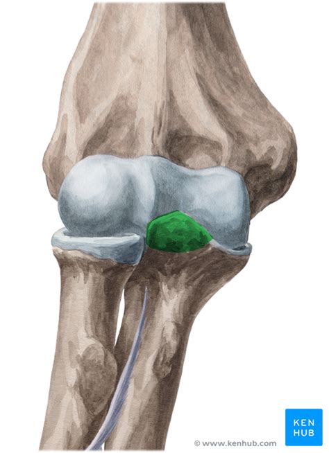 Occipital Bone Anatomy Coronoid Process Of The Ulna Png Clipart