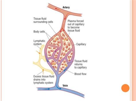 Formation Of Tissue Fluid