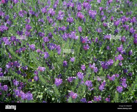 Australian Flowering Weed Hi Res Stock Photography And Images Alamy