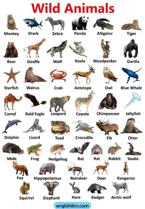 Wild Animals List Of Wild Animals Name In English With Images Wild