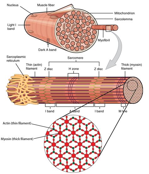 Skeletal Muscle Organization