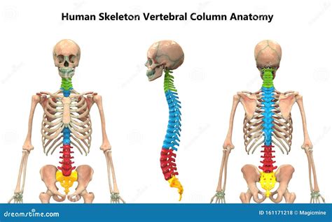 Vertebral Column Of Human Skeleton System Anatomy Anterior Posterior