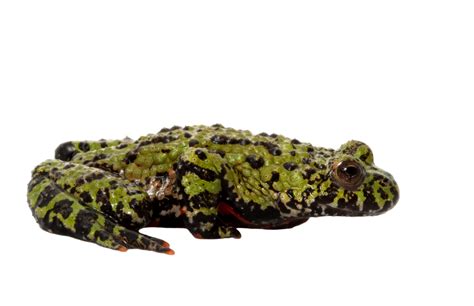 Green Fire Bellied Toad Wildlife Cold Blood Beauty In Nature Black