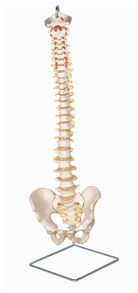 Vertebral Column Five Major Regions Of The Vertebral Column